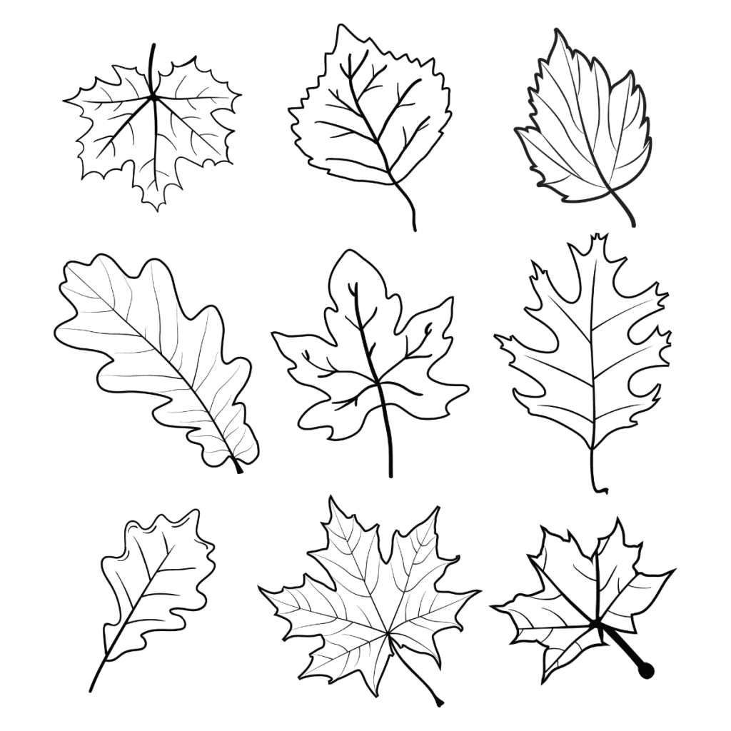 Autumn Fall Leaves Outline Bundle SVG, PNG, JPG, PSD, DXF Files | Craftpi