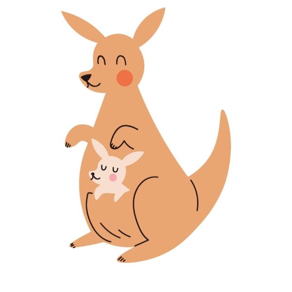 baby kangaroo u1134r1382m1