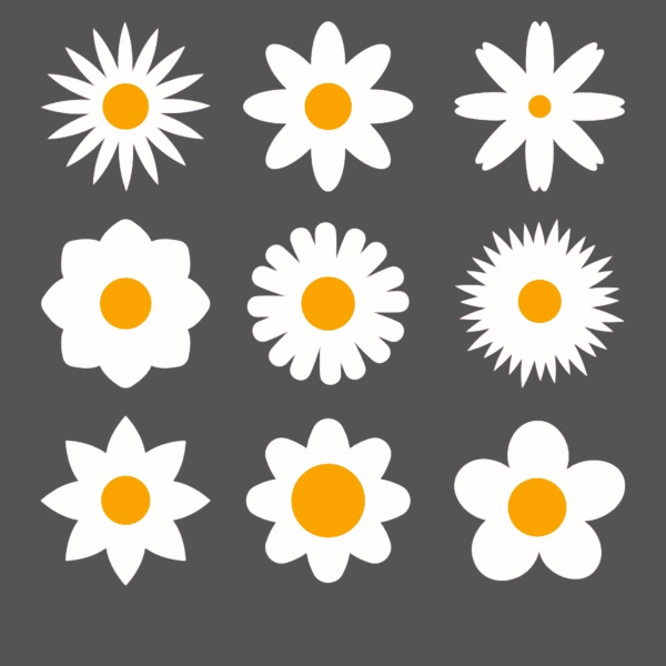 daisy flower bundle 4