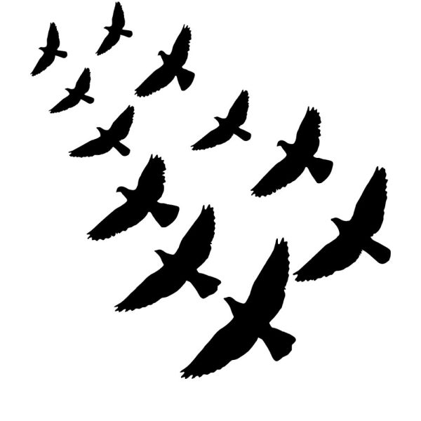 flock of birds u1081r1310m1