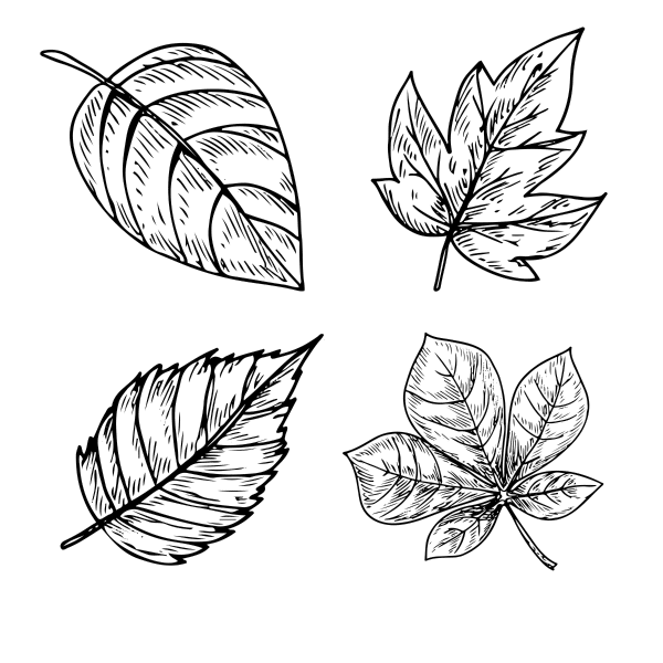 hand drawn leaves