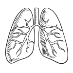 Lung Outline SVG, PNG, JPG, PSD, DXF Files | Craftpi