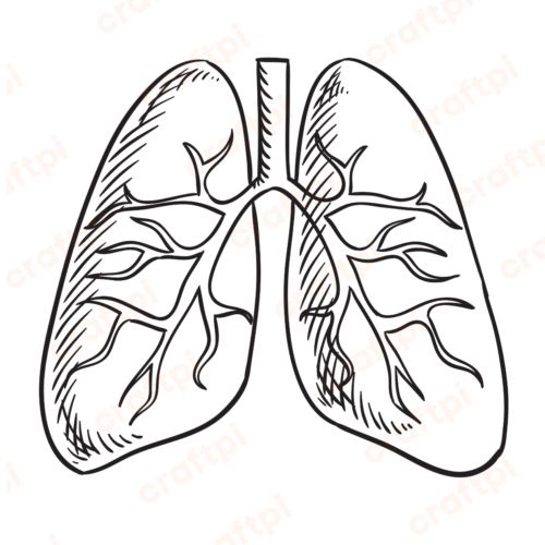 Lung Outline SVG, PNG, JPG, PSD, DXF Files | Craftpi