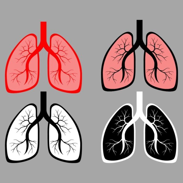 lungs bundle u1136r1388m1