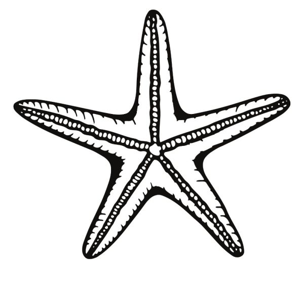 marine starfish svg ur1376m1