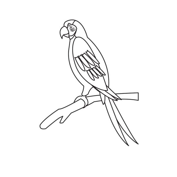parrot over branch draw u477r693m1