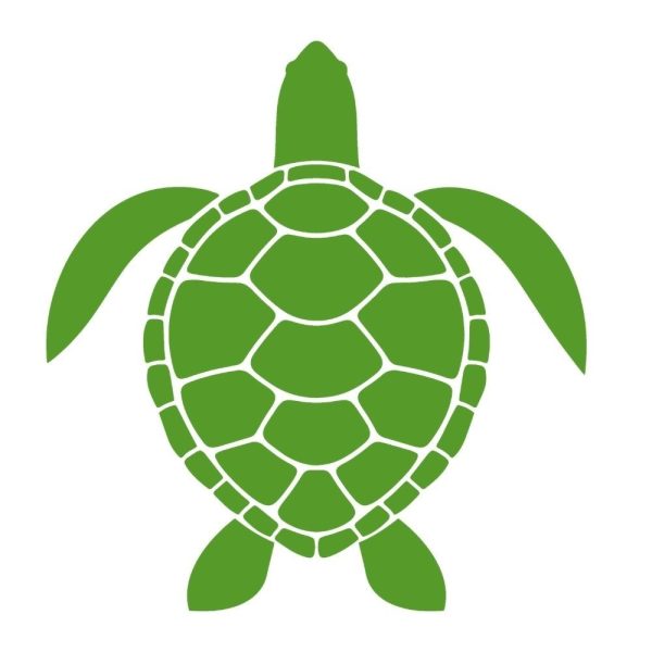 sea turtle u552r630m1
