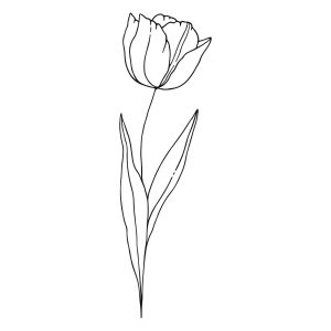 Tulip Outline Vector SVG, PNG, JPG, PDF Files