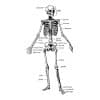 Skeleton Anatomy SVG, PNG, JPG, PDF Files