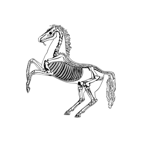 Horse Skeleton SVG, PNG, JPG, PDF Files