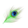 Free Peacock Feather SVG, PNG, JPG, PDF Files